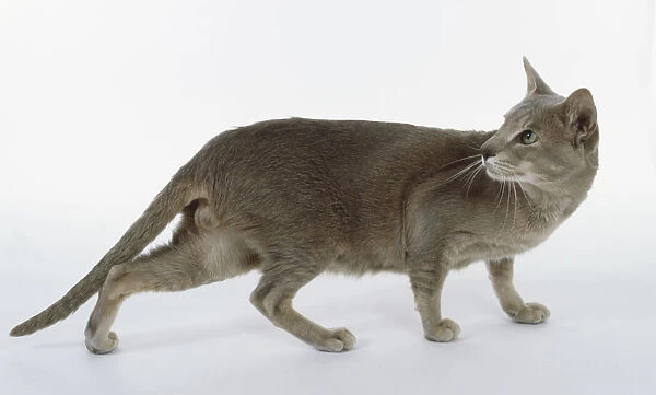 Caramel Ticked Oriental shorthaired cat with tabby stripes on legs, looking back whilst walking, side view