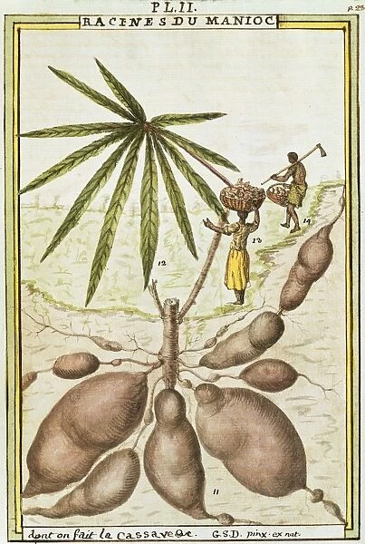 Cassava or manioc roots (Manihot esculenta) used to make cassava bread, watercolour by Delahaye, 1789