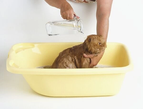 A cat in a plastic bowl being rinsed with warm water