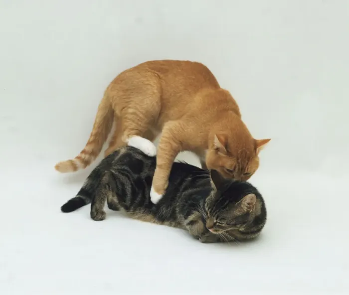Framed Print : Two Cats Mating Print