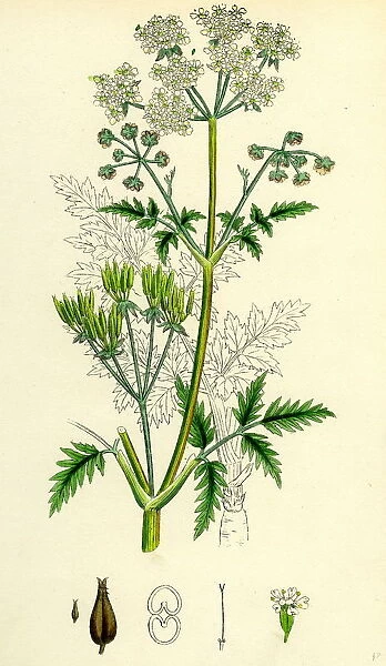Chaerophyllum sylvestre, Wild Chervil