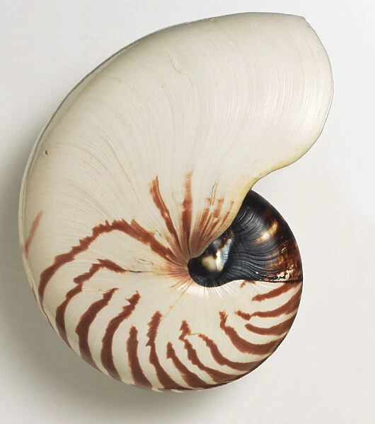 Chambered Nautilus Shell Framed Prints Wall Art Posters