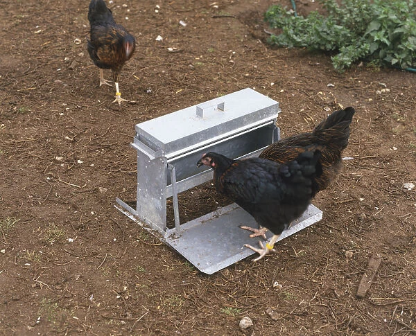 Two chickens feeding from an automatic trough