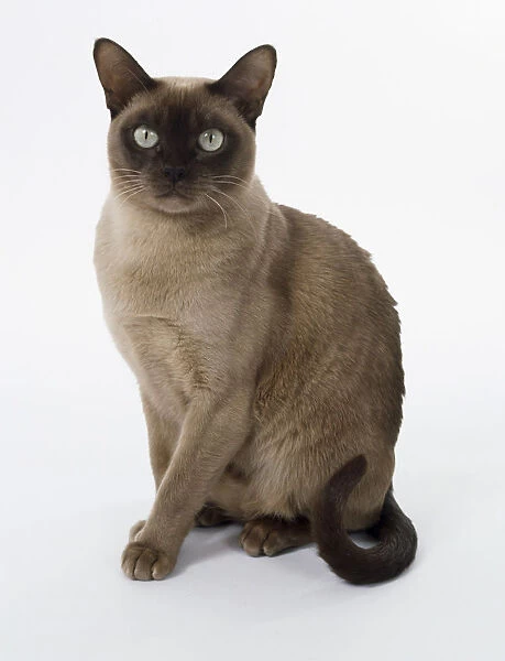 Chocolate Burmese cat with dark mask and rounded chest, sitting