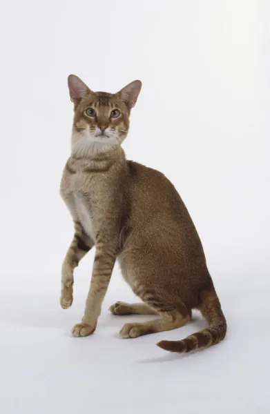 Chocolate Ticked Tabby Oriental shorthaired cat with green eyes and svelte body, sitting with right fore paw raised slightly