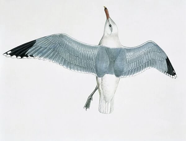 Close-up of an audouins gull flying (Larus audouinii)