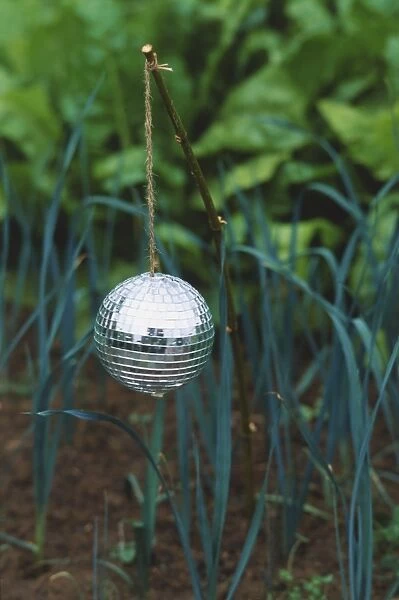 Close-up of a glitter-ball suspended by string from a twig designed to scare birds when glinting in the sunlight
