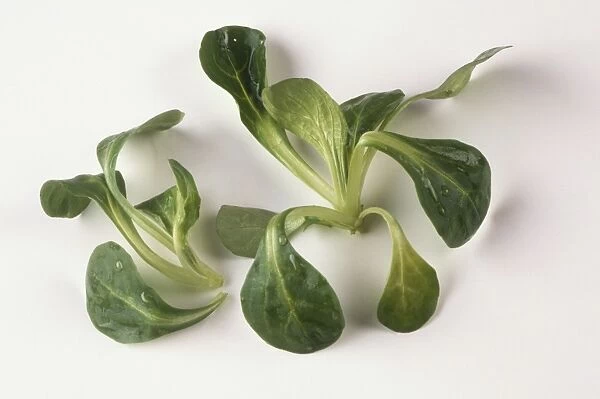 Clustered, spoon-shaped, green leaves of Valerianella locusta, Lambs Lettuce