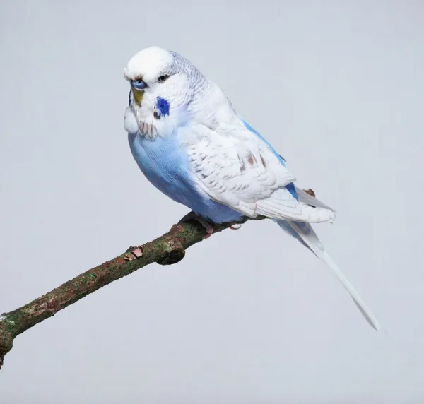 Cobalt blue spangle budgerigar - side view