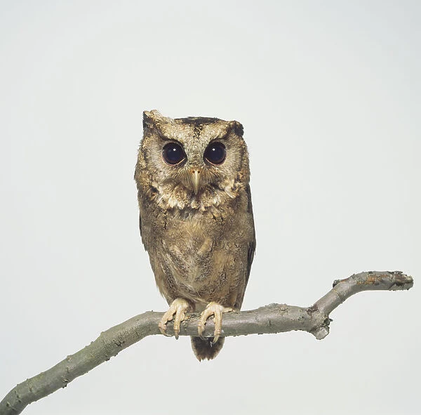 Collared Scops Owl (Otus lettia) perched on a branch