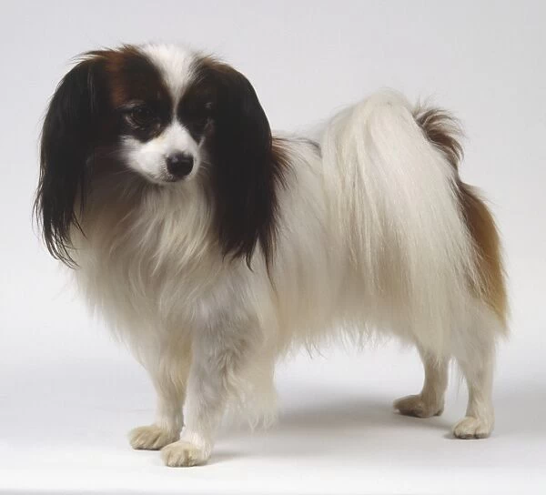 A continental toy spaniel, phalene with long full ears and silky black and white hair