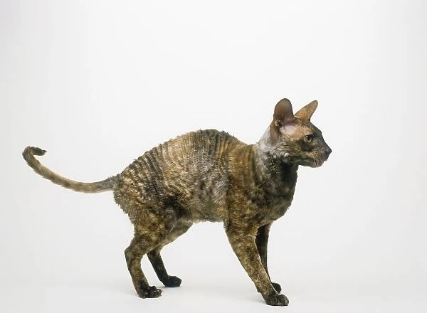 Cornish Rex cat, standing, side view