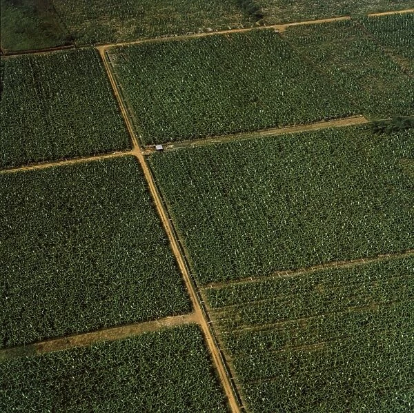 Cote d Ivoire, Aerial view of banana plantation