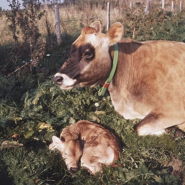 Cow lying down in field next to sleeping calf