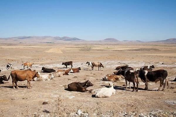 Cows. Ihlara Valley. Landscape. Cappadocia. Anatolia. Turkey. Asia