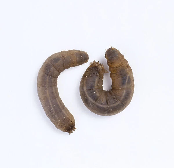 Crane Fly larvae known as leatherjackets, close-up