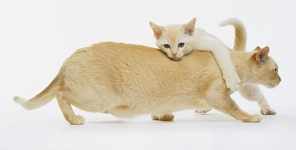 Cream Burmese cat, with kitten crawling over it