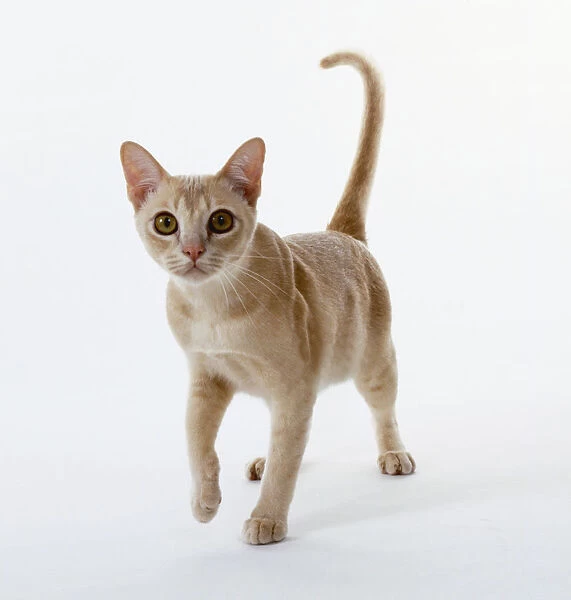 Cream Burmese kitten with strong legs and strong, rounded chest, walking forward