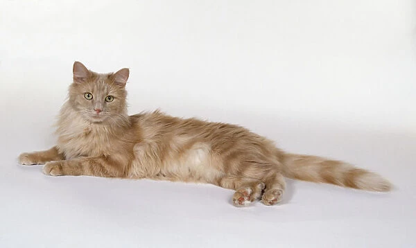 Cream Classic Tabby Turkish Angora cat with tufted ears and long plumed tail, lying down