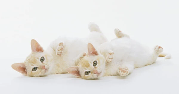 Two cream-coloured Burmese cats lying down