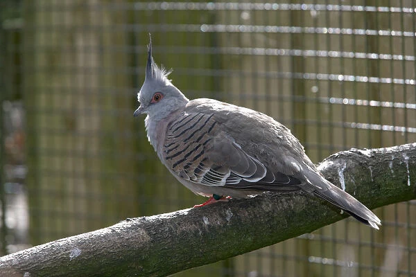 Crested pigeon (Geophaps lophotes) perching on a branch, side view