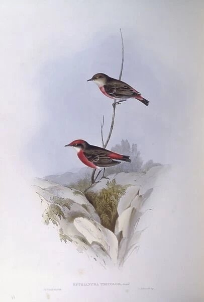 Crimson chat (Epthianura tricolor), Engraving by John Gould