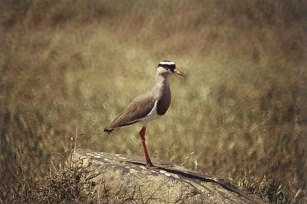 Crowned Plover, Vanellus coronatus, small brown body, red beak and legs, black crown around white head, white fur on underside, perching on rock, side view, open grassland in background