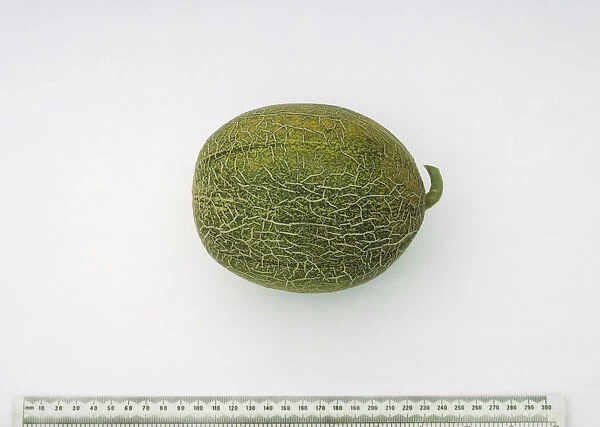 Cucumis melo, a whole Galia Melon