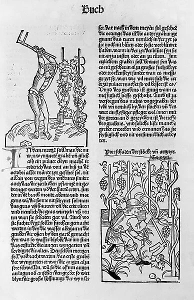 Cultivation and care of grapevines Woodcut book illustraion by Pietro de Crescenzi, ca