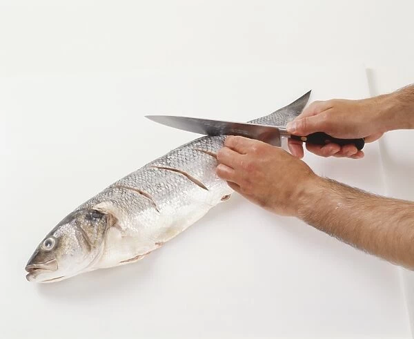 Cutting into a raw sea bass using a chefs knife