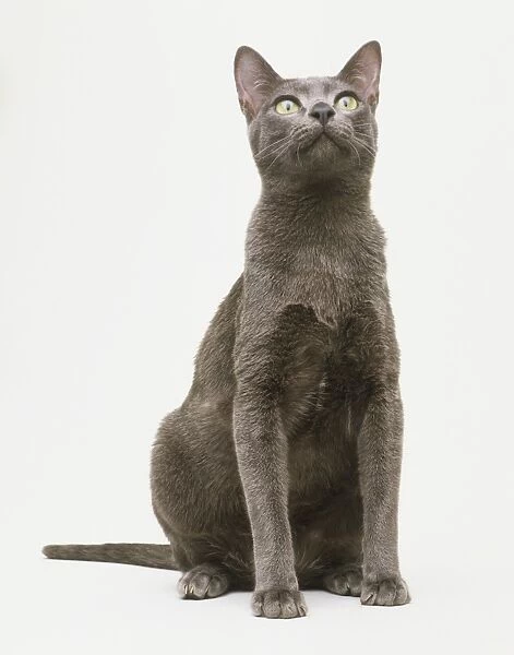 Dark-grey Korat cat (Felis catus), sitting, looking up, front view