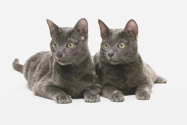 Two dark-grey Korat cats (Felis catus) lying down next to each other, looking to the side, front view