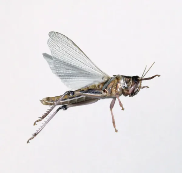 Desert Locust Locast Mobiles 76+ Thousand Locust Royalty-Free