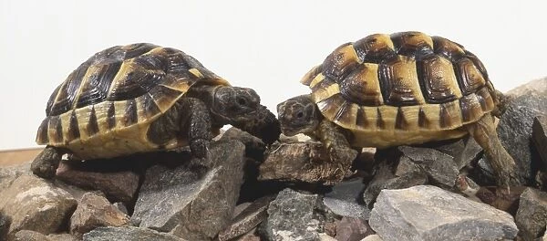 Two Desert Tortoises, hard shell made of bone plates, mottled colours camouflage shell, small scales protecting eyes, short claws for gripping, leathery skin, standing on rocks