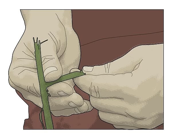 Digital illustration of man making natural rope by peeling outer layer of crushed nettle stem from pith