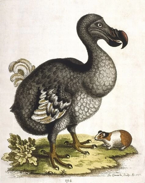 Dodo - Didus ineptus, extinct bird from Madagascar. From G. Edwards A Natural