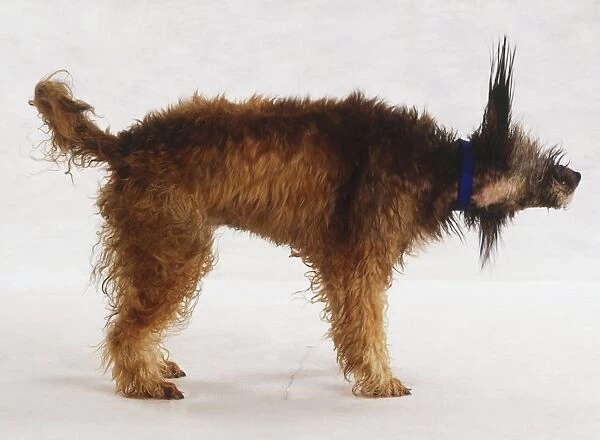Dog (Canis Familiaris) shaking its wet fur