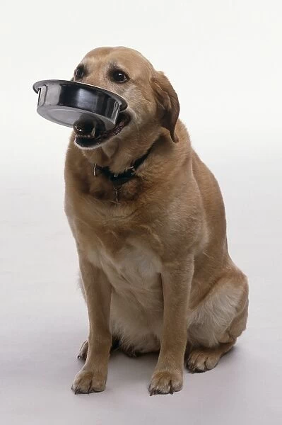 Dog holding food bowl in its mouth