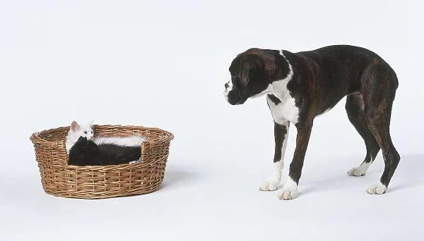 A dog peers at the cats in the basket