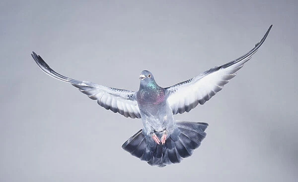 Domestic Pigeon (Columba livia) in flight, with its wings spread, front view