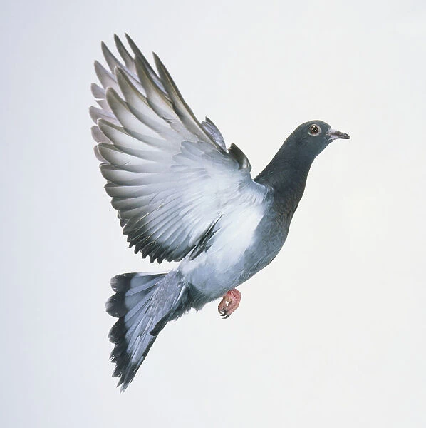 A Domestic Pigeon (Columba livia) in flight, side view