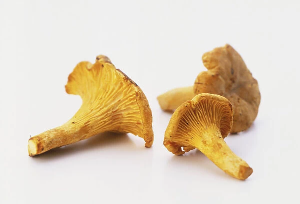 Three dried oyster mushrooms