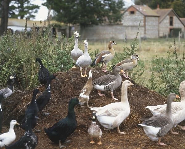 Ducks, various colours, walking on a mound of earth