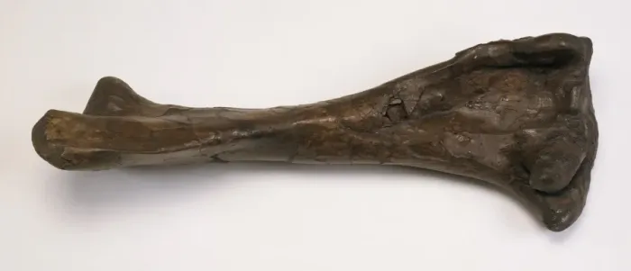 Framed Print : Corythosaurus Dinosaur Tibia Bone Print Framed Print : Corythosaurus Dinosaur Tibia Bone Print