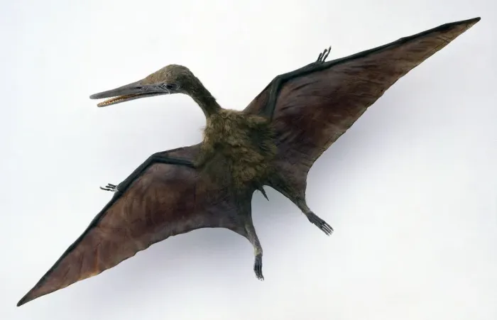 Framed Print : Pterodactylus Model Print Framed Print : Pterodactylus Model Print