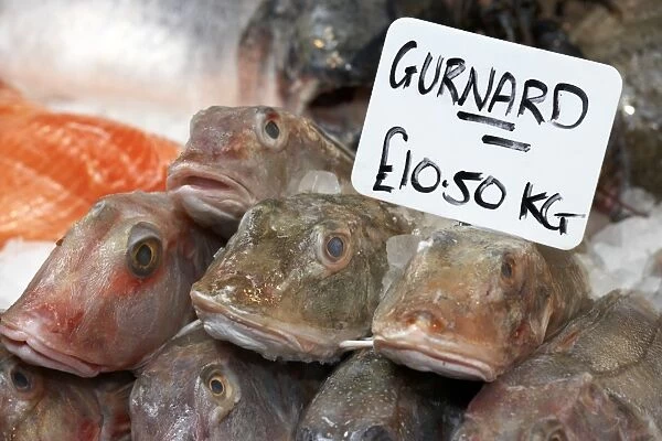 England, hand written price tag on stack of Gurnard fish for sale on fishmongers stall