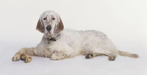 English Setter lying down with a dog bone, looking at camera