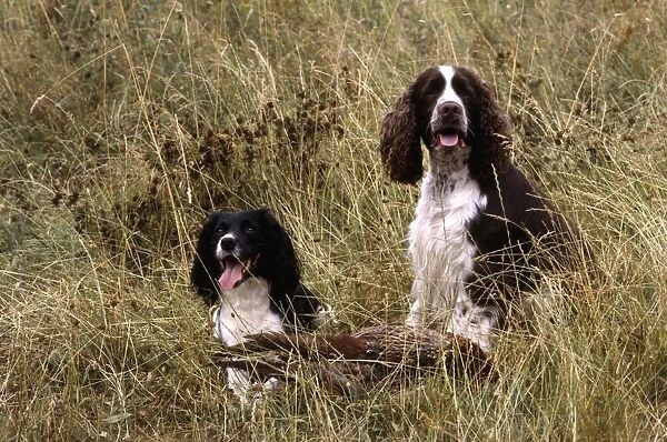 Two English Springer Spaniels with a dead bird