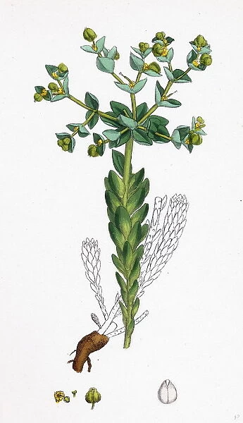 Euphorbia Paralias, Sea Spurge
