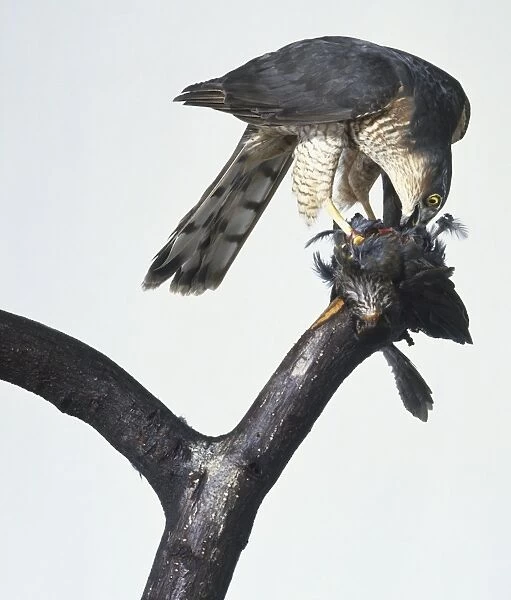 Eurasian sparrowhawk (Accipiter nisus) eating a blackbird on a tree